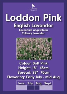 Loddon Pink English Lavender Plants In 2litre Pot